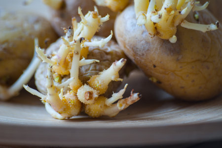 Wrinkled sprouted potatoes on a wooden surface.の写真素材