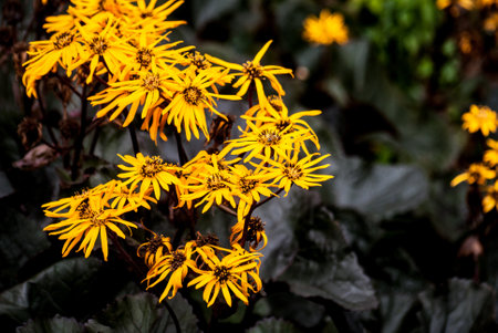 Ligularia dentata 'Britt Marie Crawford' blooms in a summer garden. Background, picturesque flowers close-upの写真素材
