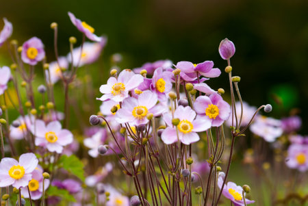 Little Breeze Candy Anemone blooming in a summer garden. Close-up of flowering plants with a blurred backgroundの写真素材
