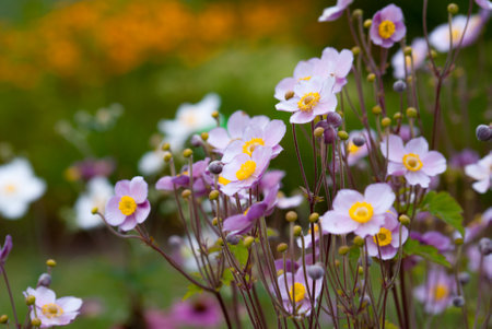 Anemone blooming in a summer garden. Close-up of flowering plants with a blurred backgroundの写真素材