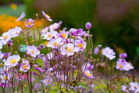 Little Breeze Candy Anemone blooming in a summer garden. Close-up of flowering plants with a blurred backgroundの写真素材