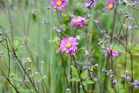 Anemone hupehensis 'Pretty Lady Julia' blooming in a meadow. Blurred background.の写真素材