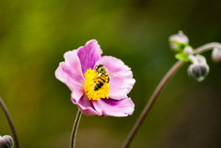 Close-up of flowering plants with a blurred background