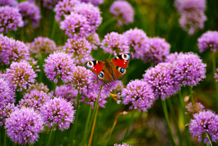 Peacock butterfly close up in the garden. Blooming Alliumの写真素材
