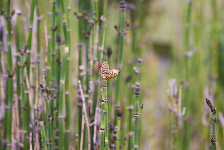 Close-up of green shoots of horsetail on a blurred background. Vertical lines, blurred yellow and green colorsの写真素材