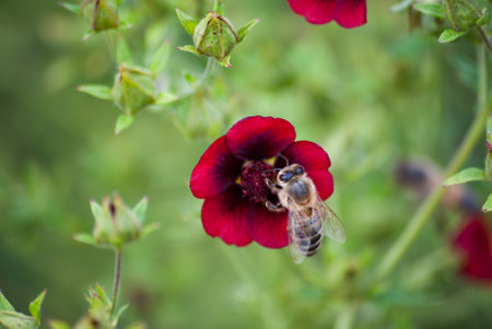 Beautiful red flower, bee close-up, blurred backgroundの写真素材