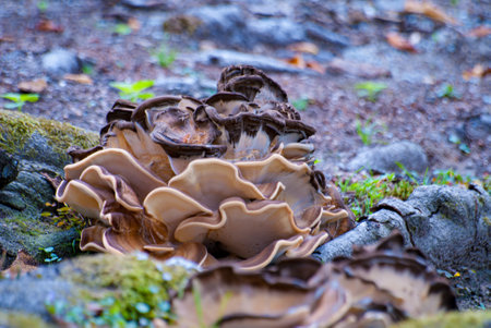 Picturesque inedible mushrooms growing on a tree stump. Autumn forest, moss and tree mushroomsの写真素材