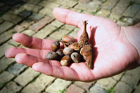 Hazelnuts in hand with shellの写真素材