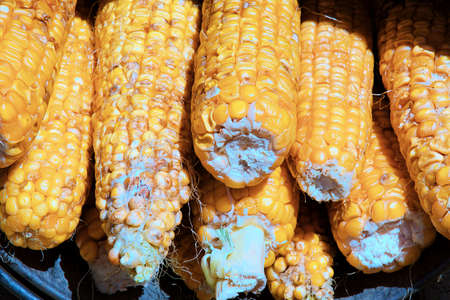 corn cobs in a bucket on the groundの写真素材