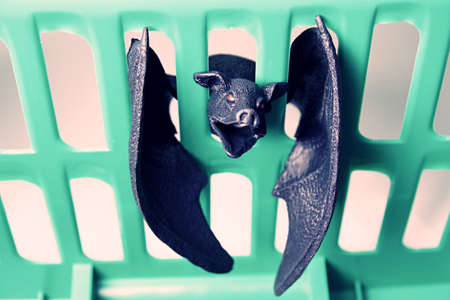 The bat and its role in the pandemicの写真素材