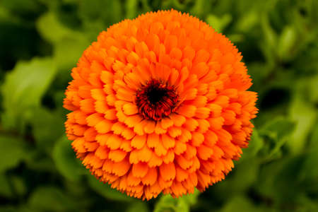 Flowerの写真素材