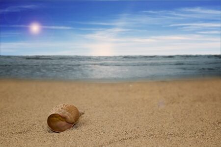 beach landscape with a shell in front and the ocean waves in back
