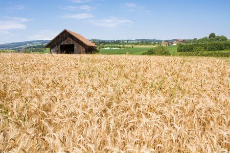 old farm house on grain fieldの写真素材