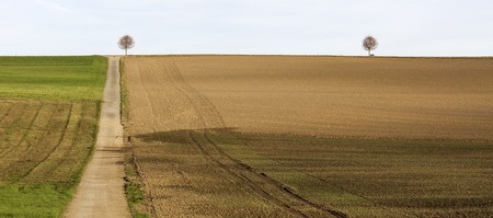 landscape with path and 2 treeの写真素材