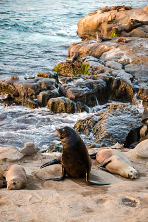 Coastal beach wildlife landscape of southern California. Sea lions lying on cliffs and looking out at the Pacific Ocean in La Jolla Cove, in San Diego, California.の写真素材