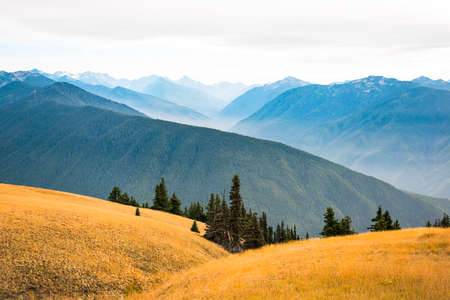 Mountain landscape scenic background of Hurricane Ridge in  National Park in Washington state. The majestic blue  mountains and yellow gold grass with evergreen trees in the foreground.の写真素材