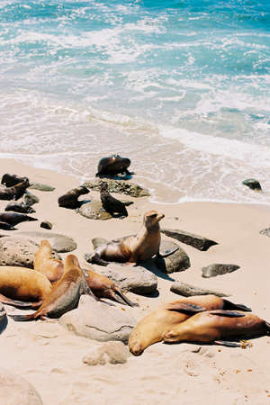 Sea lions lying on the beach and looking out at the Pacific Ocean in La Jolla Cove, in San Diego,...