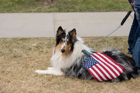 Helena, Montana - April 19, 2020: A border collie lying in the grass with an american flag on its back at a protest at the Capitol over the shutdown due to the Coronavirus pandemic.のeditorial素材