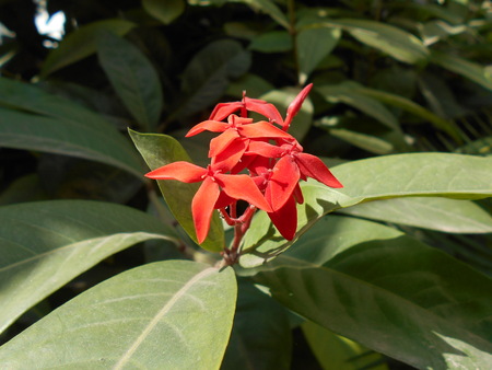 Ixora Flowers in garden