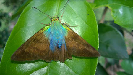 Beautiful moth resting on a leaf on a plant