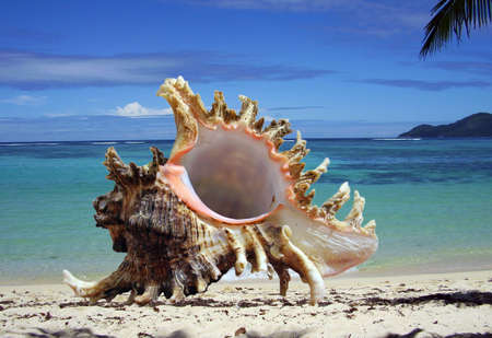 Cockleshell on a background of a lagoon      