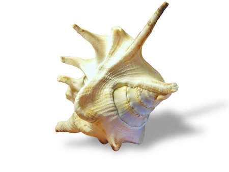 Cockleshell on a white background         