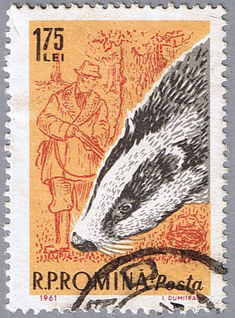 ROMANIA - CIRCA 1961: A stamp printed in Romania shows badger, series, circa 1961の写真素材