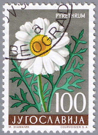 YUGOSLAVIA - CIRCA 1957: A stamp printed in Yugoslavia shows pyrethrum, series, circa 1957の写真素材