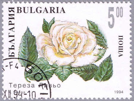 BULGARIA - CIRCA 1994: A stamp printed in Bulgaria shows white rose, series is devoted to roses, circa 1994の写真素材