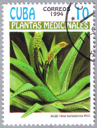 CUBA - CIRCA 1994: A stamp printed in Cuba shows Aloe barbadensis or Aloe vera, series is devoted to medicinal plants, circa 1994のeditorial素材