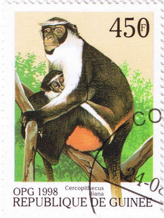 GUINEA - CIRCA 1998: A stamp printed in Guinea shows Cercopithecus diana, series, circa 1998