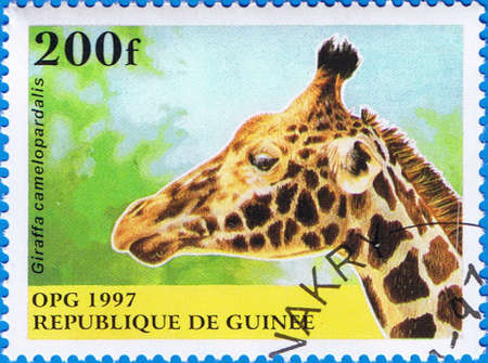 GUINEA  CIRCA 1997: A stamp printed in Guinea shows Giraffa camelopardalis, series, circa 1997のeditorial素材