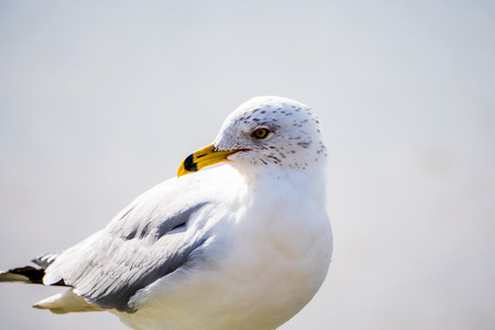 Seagull bird standing on a pier by the water side. White and grey feathers keep the animal warm in...