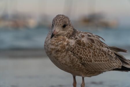 Close up view of seagull standing on lake side beach next to water as sunset off to distance turns day into nightの写真素材