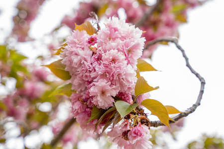 Beautiful close up macro photo of blooming cherry blossom tree pink leaves. Horizontal orientationの写真素材