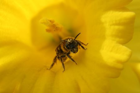 Bee High on Pollen