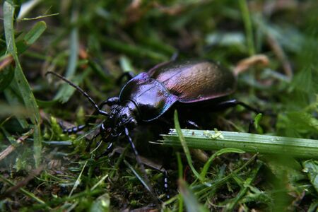 Beetle Closeupの写真素材
