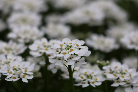 Close up of white flowers in the garden. Shallow depth of field.の写真素材