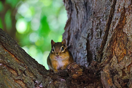 A chipmunk is sitting on a tree in the forest.