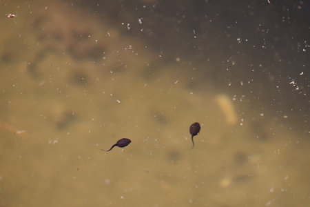 Small tadpoles floating on the surface of the water in the pond.の写真素材
