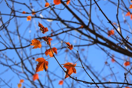 Autumn leaves on the branches of a tree against the blue skyの写真素材