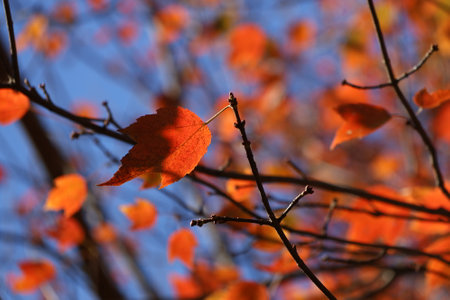 Autumn leaves on a tree branch against the blue sky. Autumn backgroundの写真素材