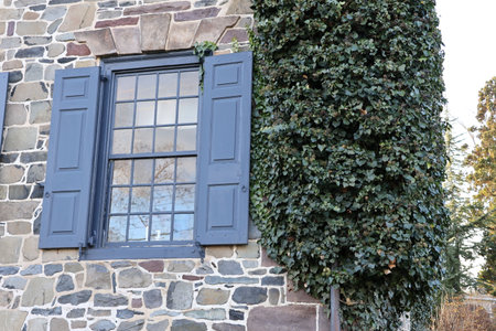 Window with green ivy on the wall of a stone house.の写真素材