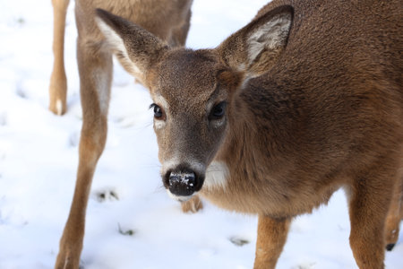 White-tailed deer in the snowy forest, close-up.の写真素材