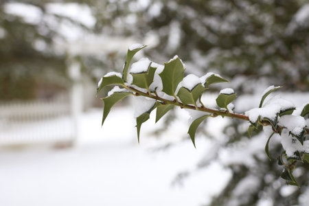 Snow covered holly berry branch with green leaves in winter.の写真素材