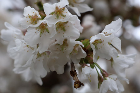 cherry blossom in spring time, closeup of white flowersの写真素材