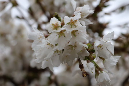 cherry blossom in spring, close-up of white flowersの写真素材