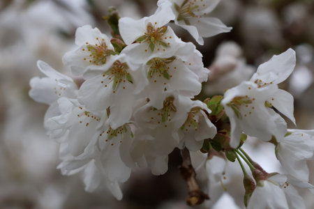 cherry blossom in spring, close-up of white flowersの写真素材