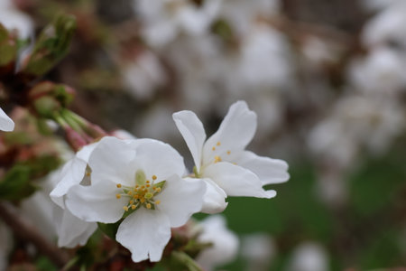 cherry blossom in spring season, closeup of white flowersの写真素材