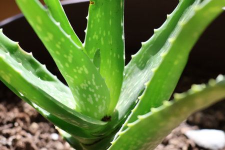 Aloe vera plant close up. Aloe vera is a succulent plant of the genus Aloe.の写真素材